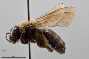 Media type: image;   Entomology 771517 Aspect: habitus lateral view